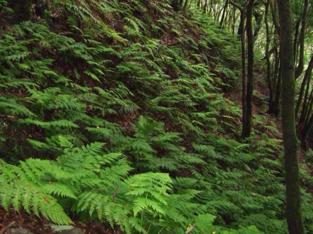 Casa Del Cu Bano A- Biosphere Reserve Taganana Kültér fotó